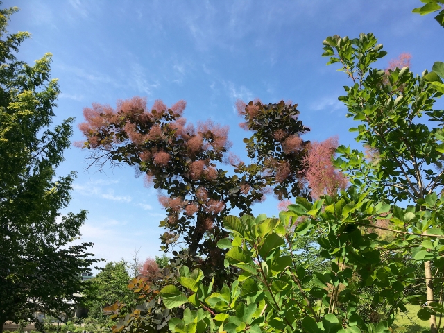 森の幻想的なスモークツリーと、ルリタマアザミのナチュラルグリーンリース 森の幻想的なスモークツリーと、ルリタマアザミのナチュラルグリーン