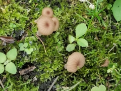 キノコの群生