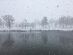 久しぶりの降雪です