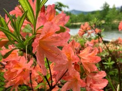水滴でおめかしした八色つつじ