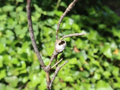 謎の卵(？)発見