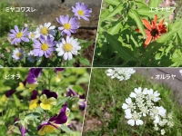 花が咲き始めました