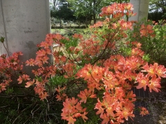 公園の八色ツツジ、咲きました。