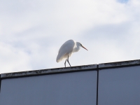 光の池の常連さん