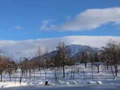 サギのサービス