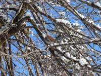 ふわふわツグミ