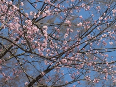 桜の季節です🌸